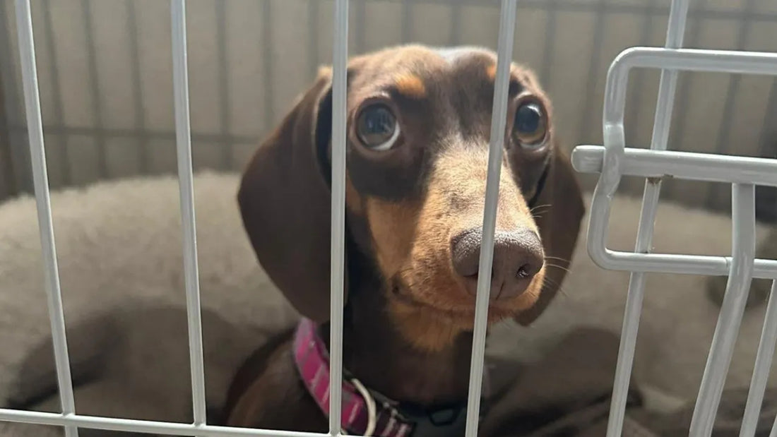 When IVDD Symptoms Aren't What They Seem: Sausage's Health Journey