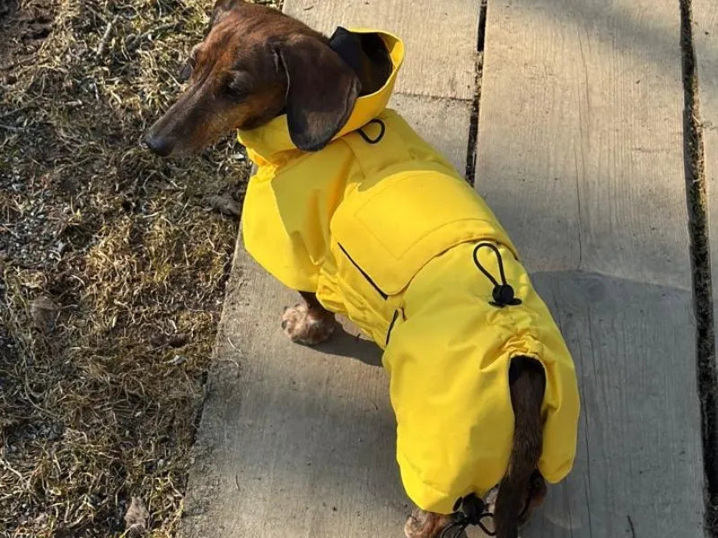 NEW: Paddington Bear Yellow Raincoat