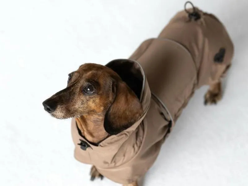 NEW: Beige Dachshund Raincoat