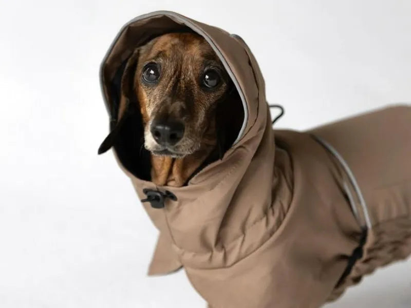 NEW: Beige Dachshund Raincoat