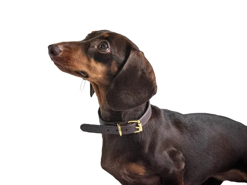 Brown dachshund dog collar with protective wide design.