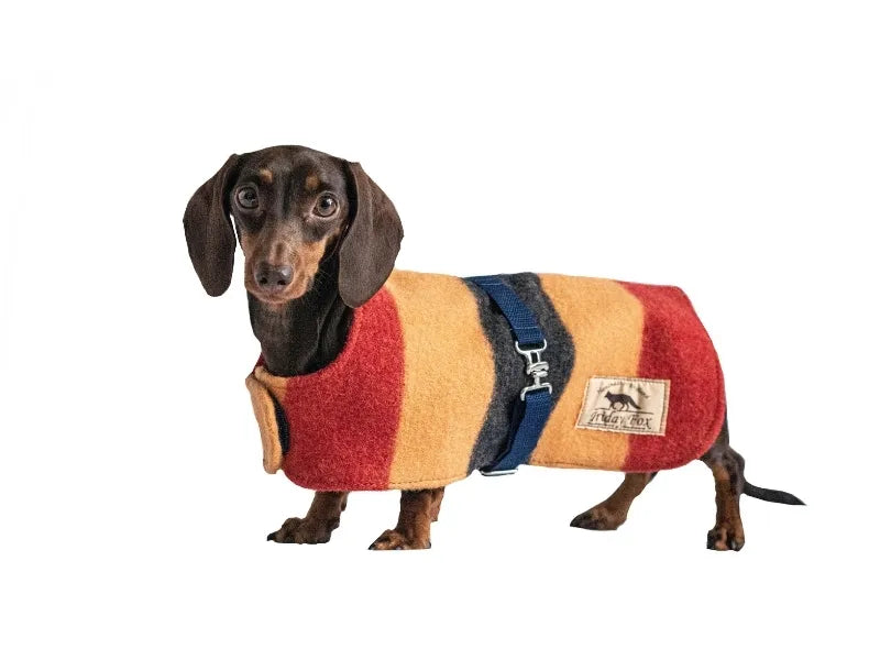 Dachshund in yellow wool winter jacket - side view.