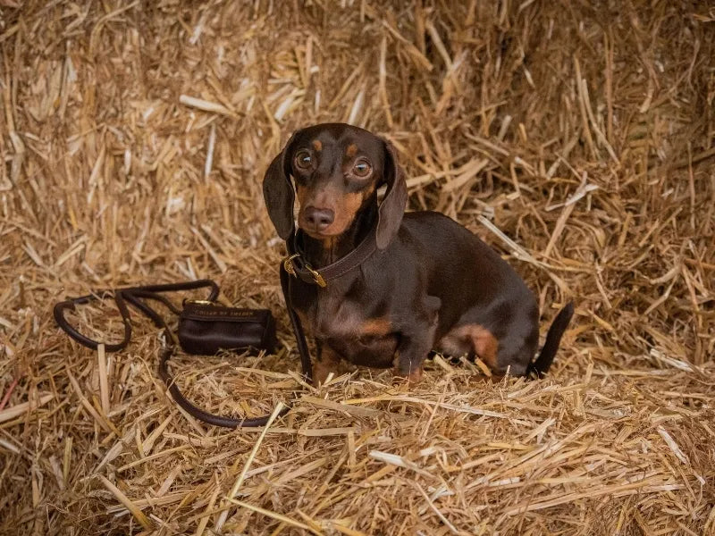 Dachshund collar with ergonomic wide fit in coffee brown leather - full set.