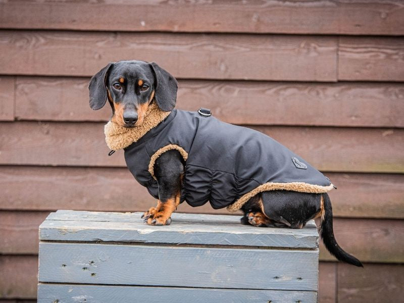 Dachshund waterproof black teddy bear coat, sitting down view.