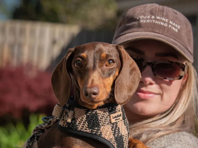 ‘Dogs and Wine Make Everything Fine' Brown Baseball Cap