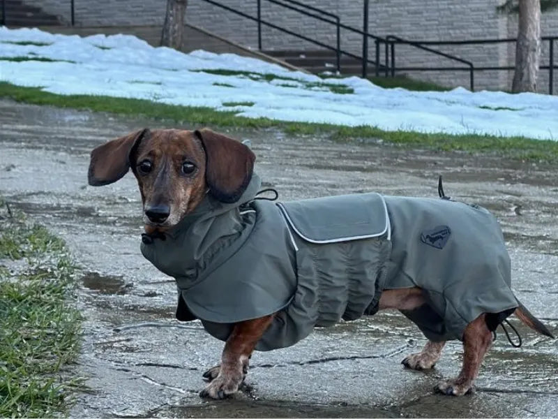Dachshund wearing the Khaki Green Raincoat in the snow.