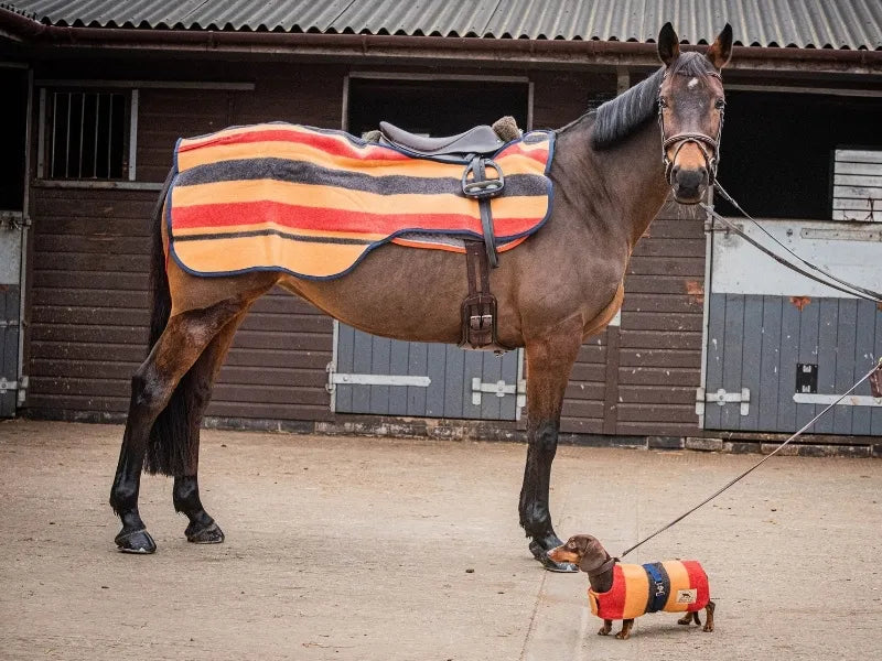 Matching Newmarket Witney dachshund jacket and horse blanket.