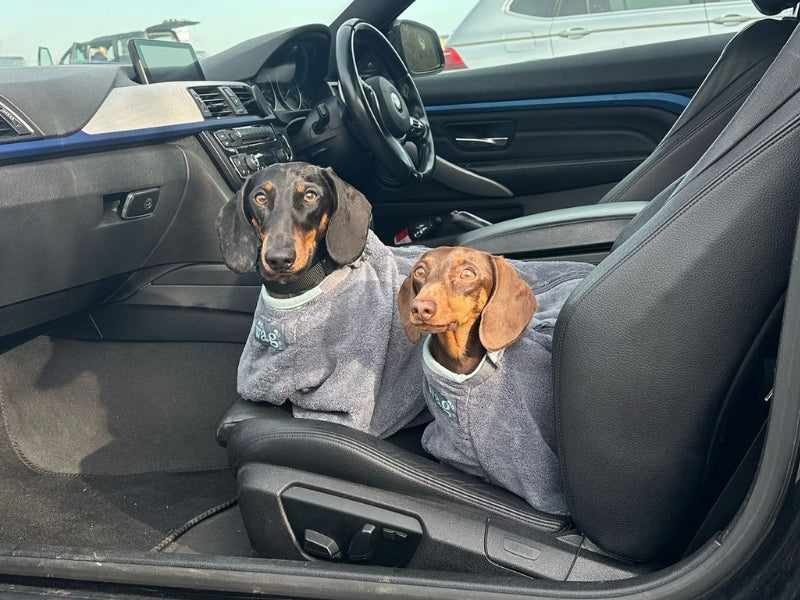 Pet drying solution for miniature and standard dachshunds.