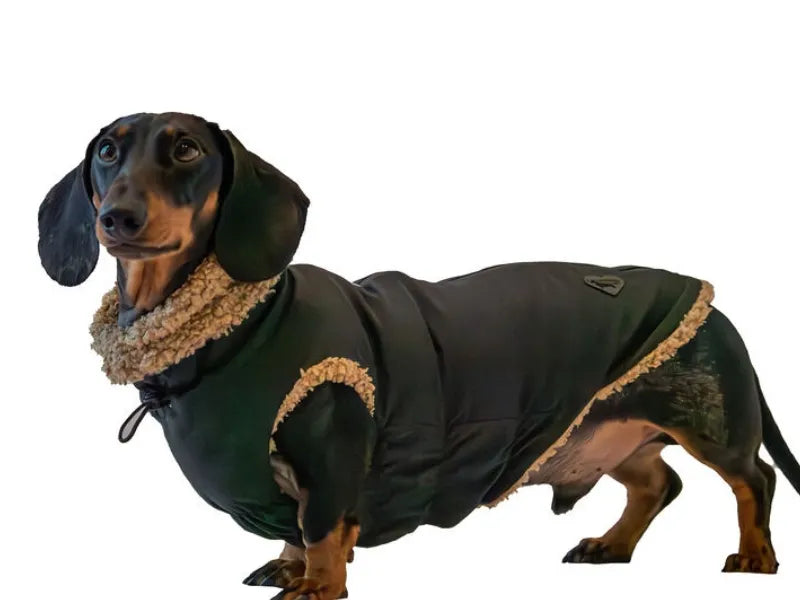 Richard the dachshund wearing the Black Teddy Bear Coat.