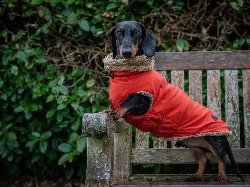 Richmond the sausage dog on a bench in the Sausage Dog Shop Red Teddy Bear Coat