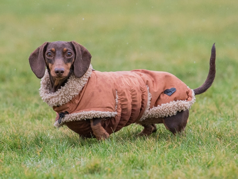 Sausage dog wearing beige wraparound winter coat with full belly coverage.