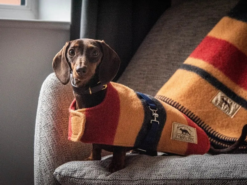 Sausage the dachshund in the Witney Wool jacket.