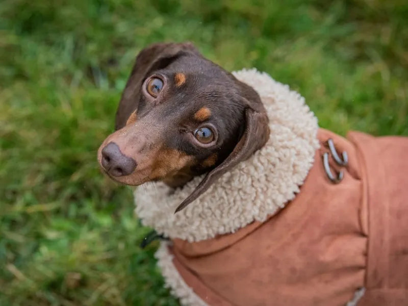 Sausage the sausage dog looking up at the camera wearing The Sausage Dog Shop coat.