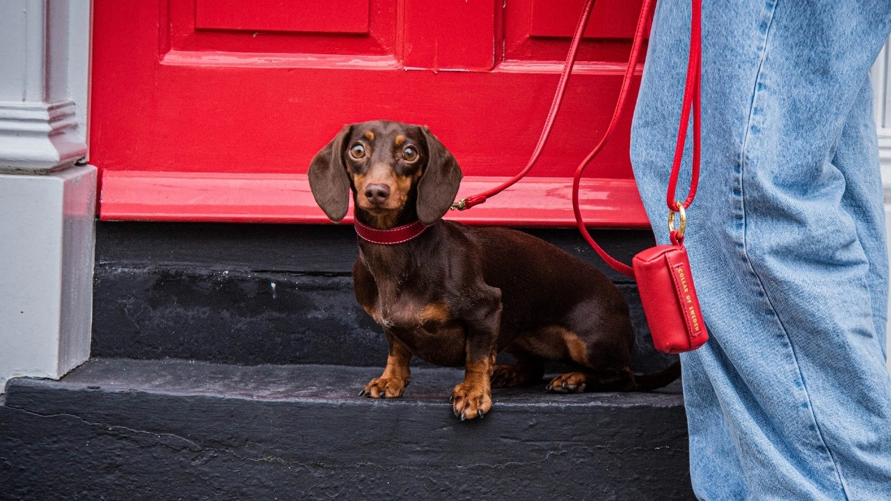 The Sausage Dog Shop Blog