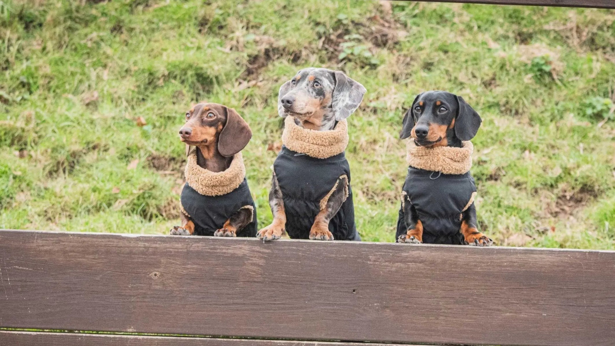 The Sausage Dog Shop featuring Sausage, Pepper and Mr Pea Dachshunds wearing our coats.