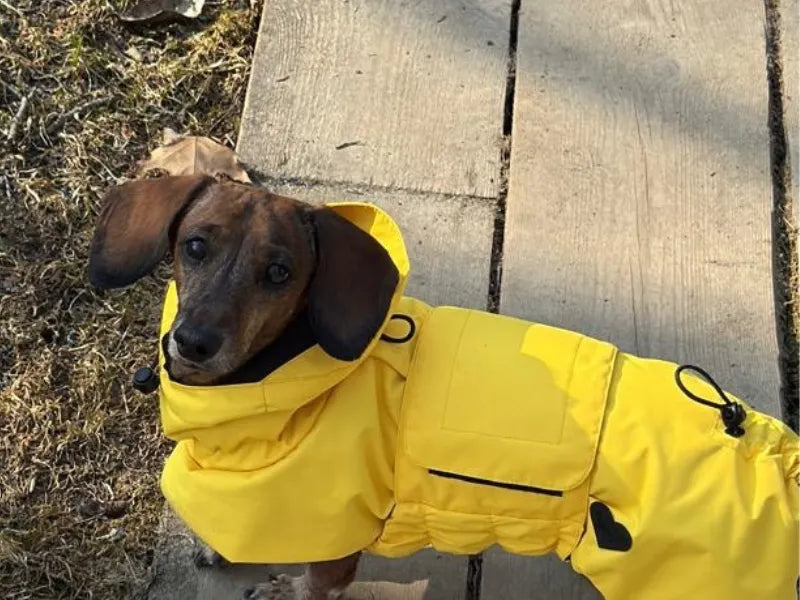 NEW: Paddington Bear Yellow Raincoat