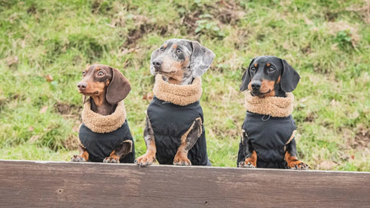 Best Waterproof Coats for Dachshunds Winter 2025
