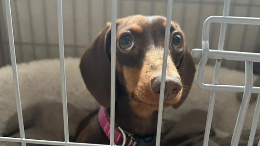 When IVDD Symptoms Aren't What They Seem: Sausage's Health Journey