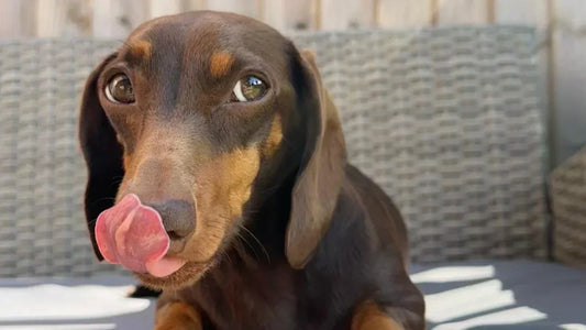 Sausage the dachshund licking her nose