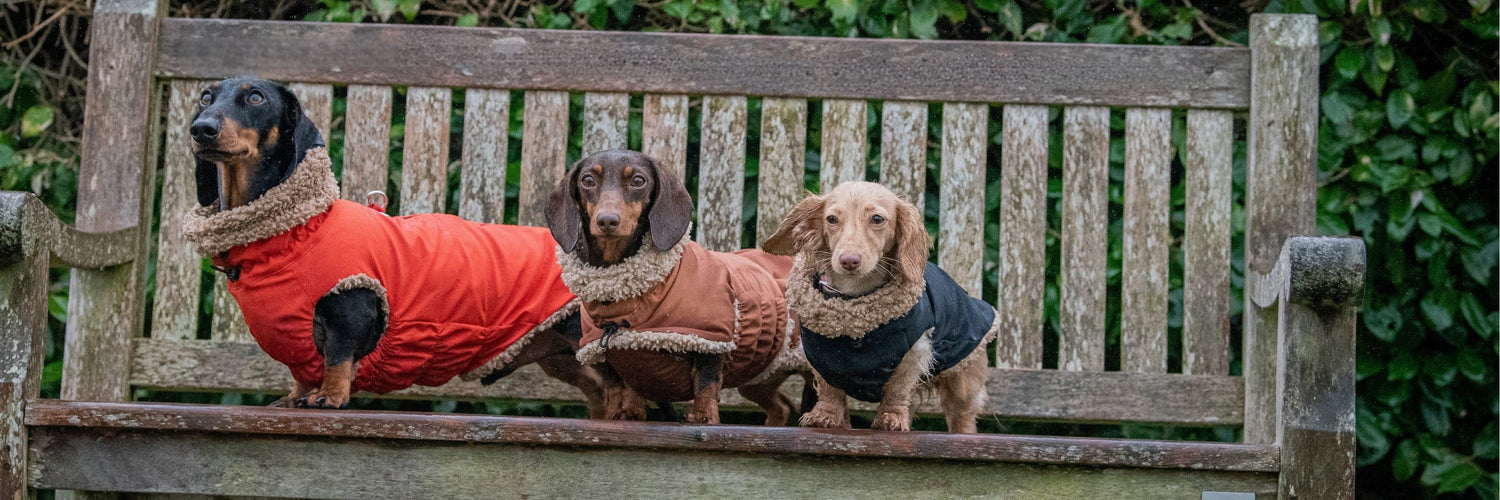 Dachshund Coats