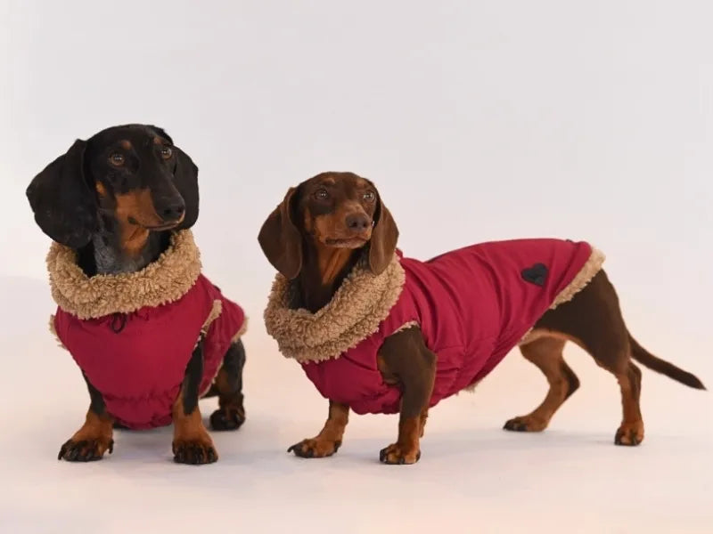 Two dachshunds wearing matching pink winter waterproof coats with borg fleece lining, standing against a plain white studio background.