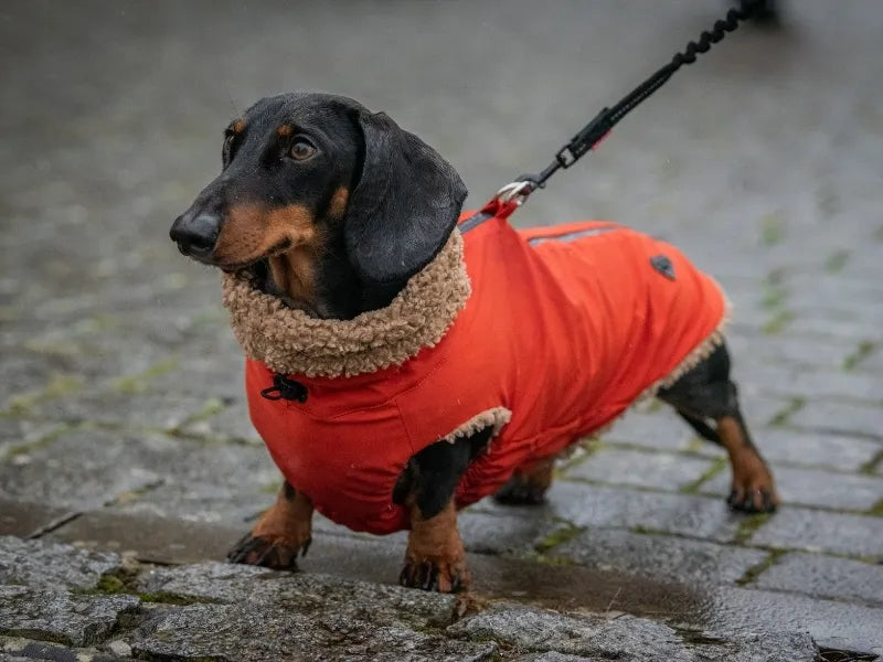 Dachshund Coats