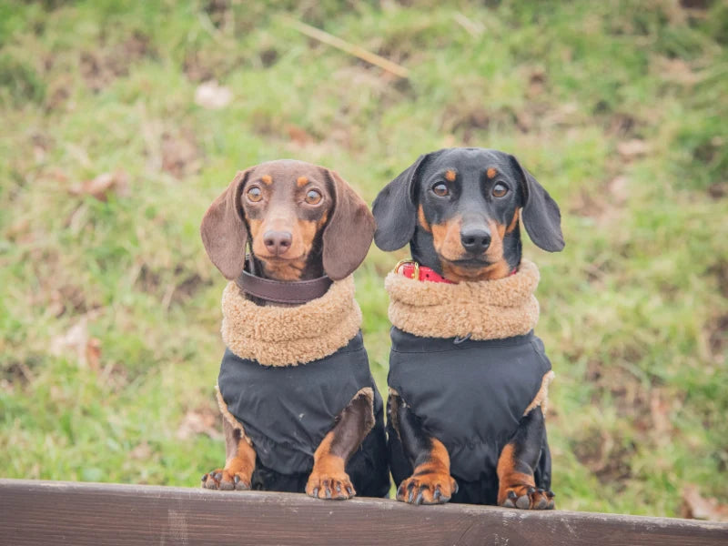 Sausage and Mr Pea matching in their Black Dachshund Teddy Bear Coats.