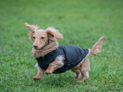 Action Dachshund Shot of Honey the Miniature Dachshund wearing the Black Teddy Bear Coat.
