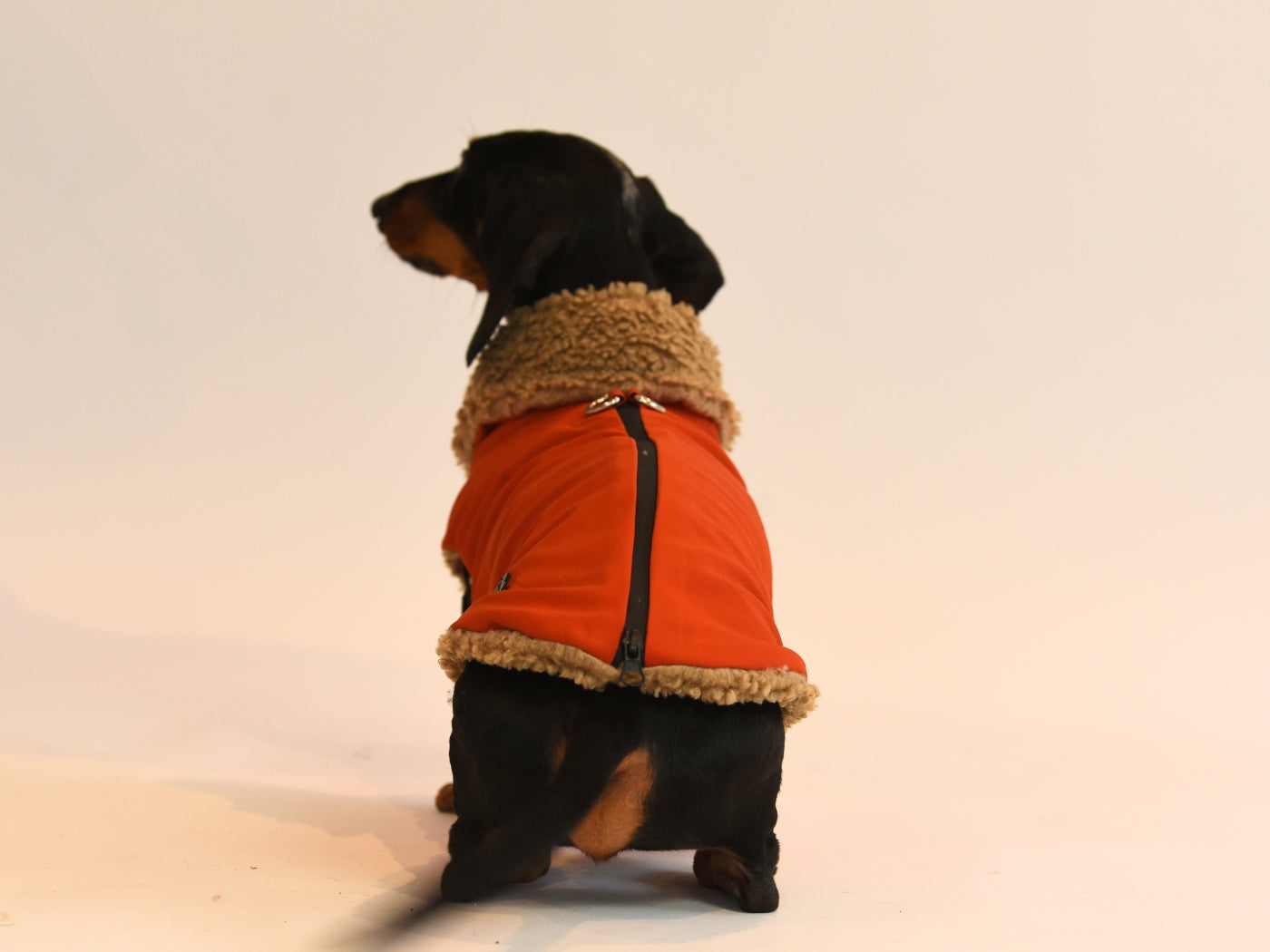 Back View of the Red Teddy Bear Sausage Dog Coat.