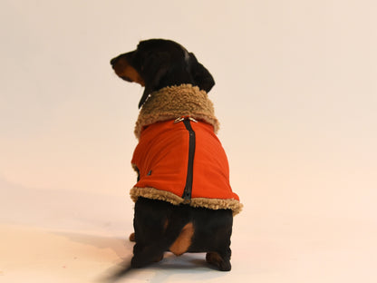Back View of the Red Teddy Bear Sausage Dog Coat.