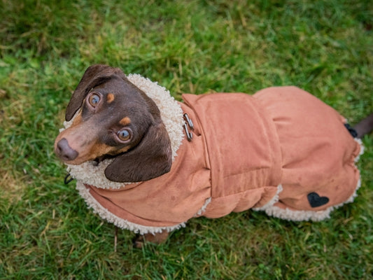 Beige winter coat for dachshunds demonstrating wraparound design from above.