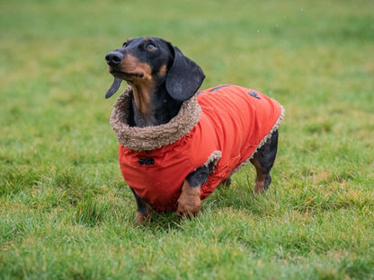 Best waterproof coat for dachshunds in vibrant red with teddy borg fleece lining.