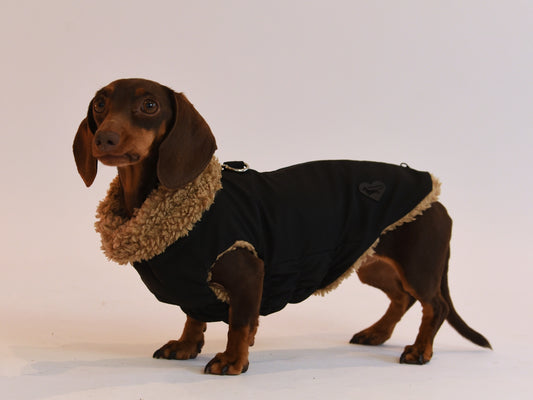 Black Teddy Bear Coat for Dachshund Side View.