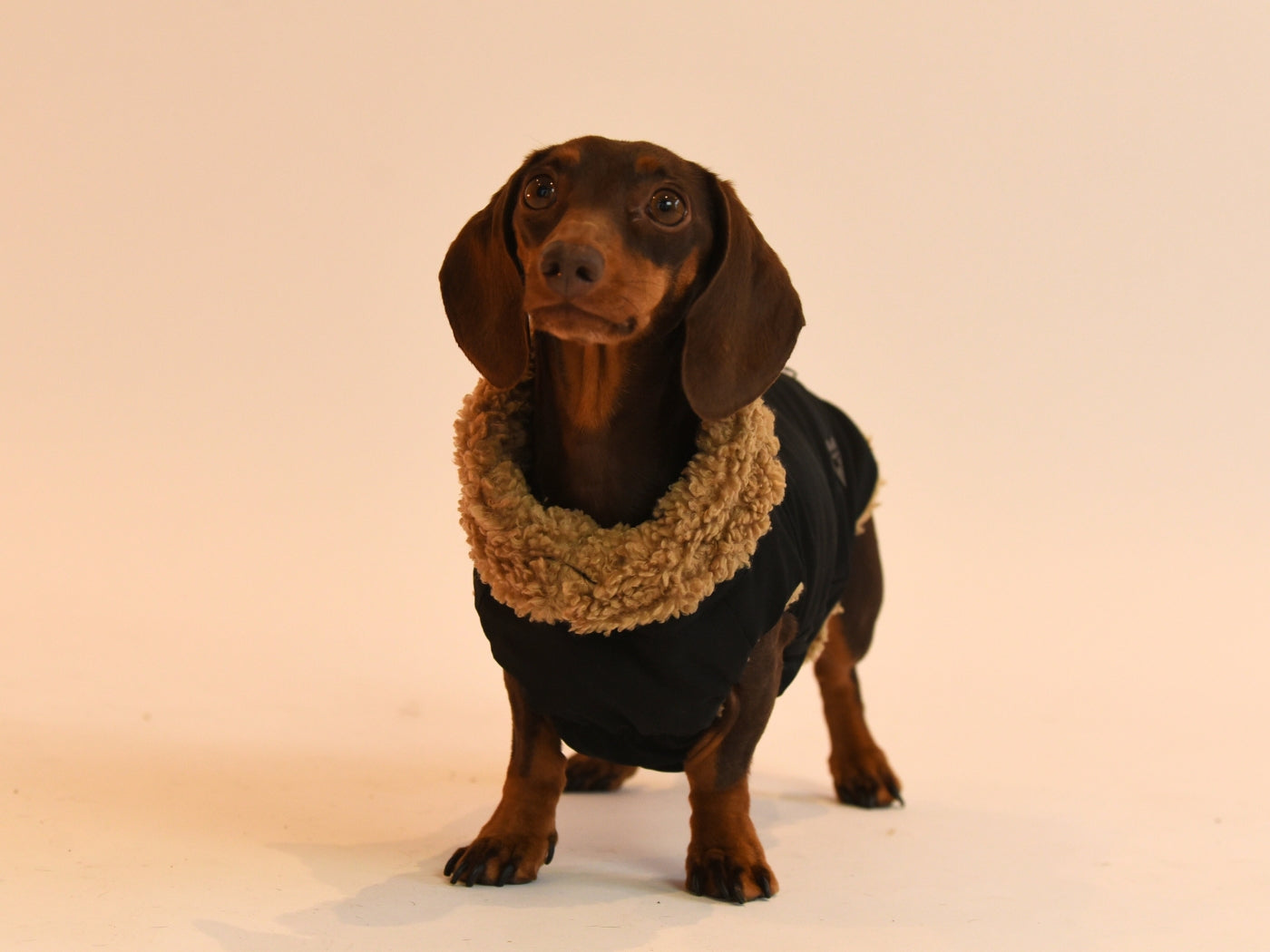 Black Teddy Bear Coat for Dachshund Front View.