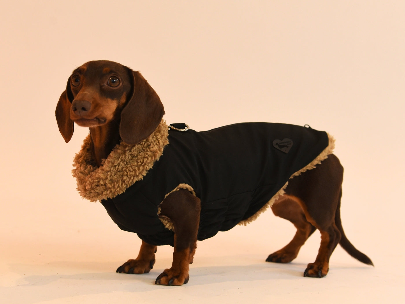 Black Teddy Bear Waterproof Coat for Dachshunds side view.