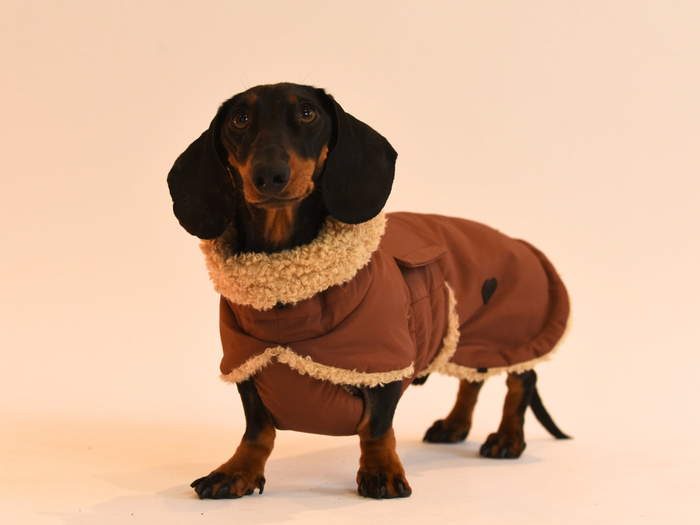 Brown Dachshund Wraparound Coat Front View.