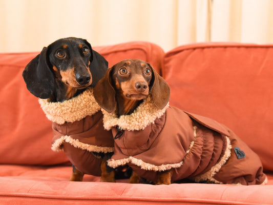 Brown Dachshund Wraparound Coats.