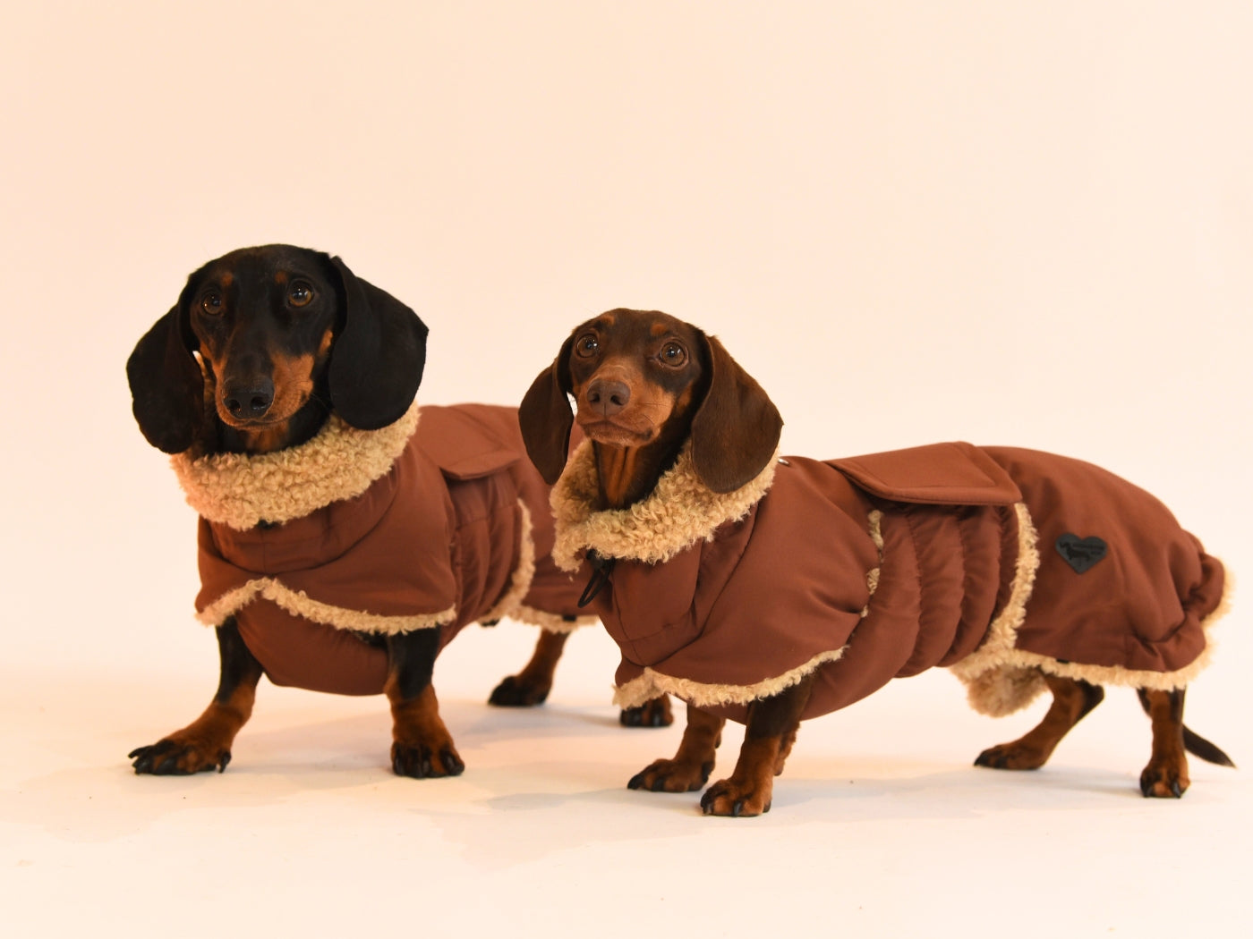 Brown Wraparound Waterproof Dachshund Coat.