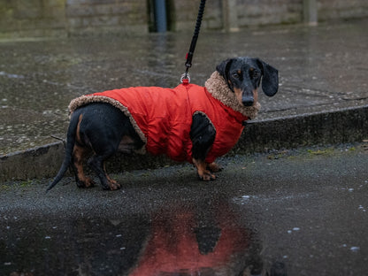 Dachshund Walking In the rain wearing the Red Teddy Bear Coat