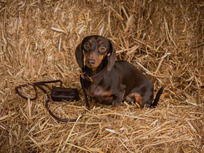 Dachshund collar with ergonomic wide fit in coffee brown leather - full set.