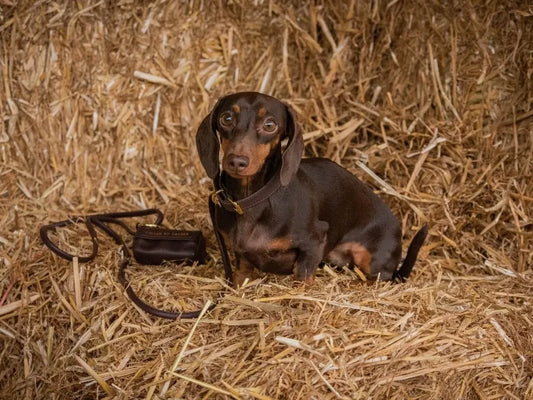 Dachshund collar with ergonomic wide fit in coffee brown leather - full set.