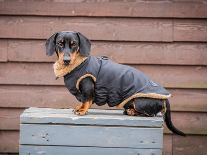 Dachshund waterproof black teddy bear coat, sitting down view.