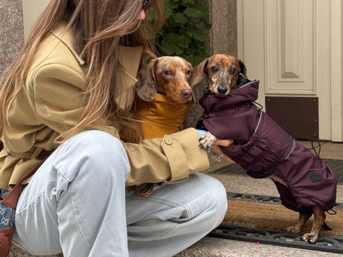 Mustard Dachshund Raincoat