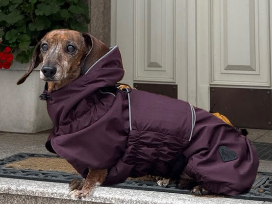 Damson Dachshund Raincoat