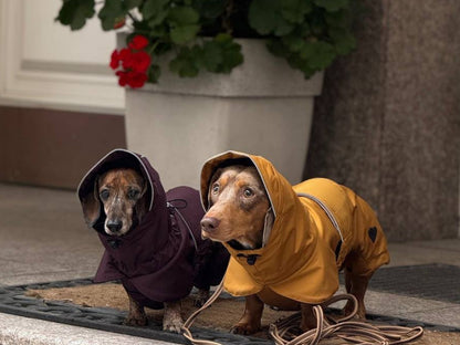 Mustard Dachshund Raincoat