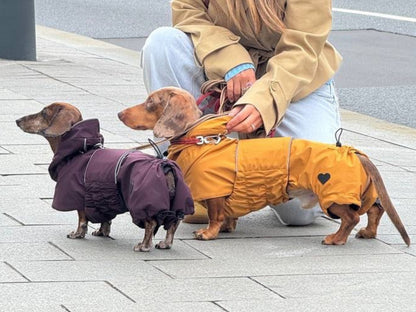 Mustard Dachshund Raincoat