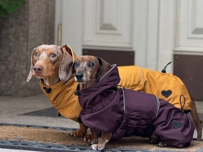 Mustard Dachshund Raincoat