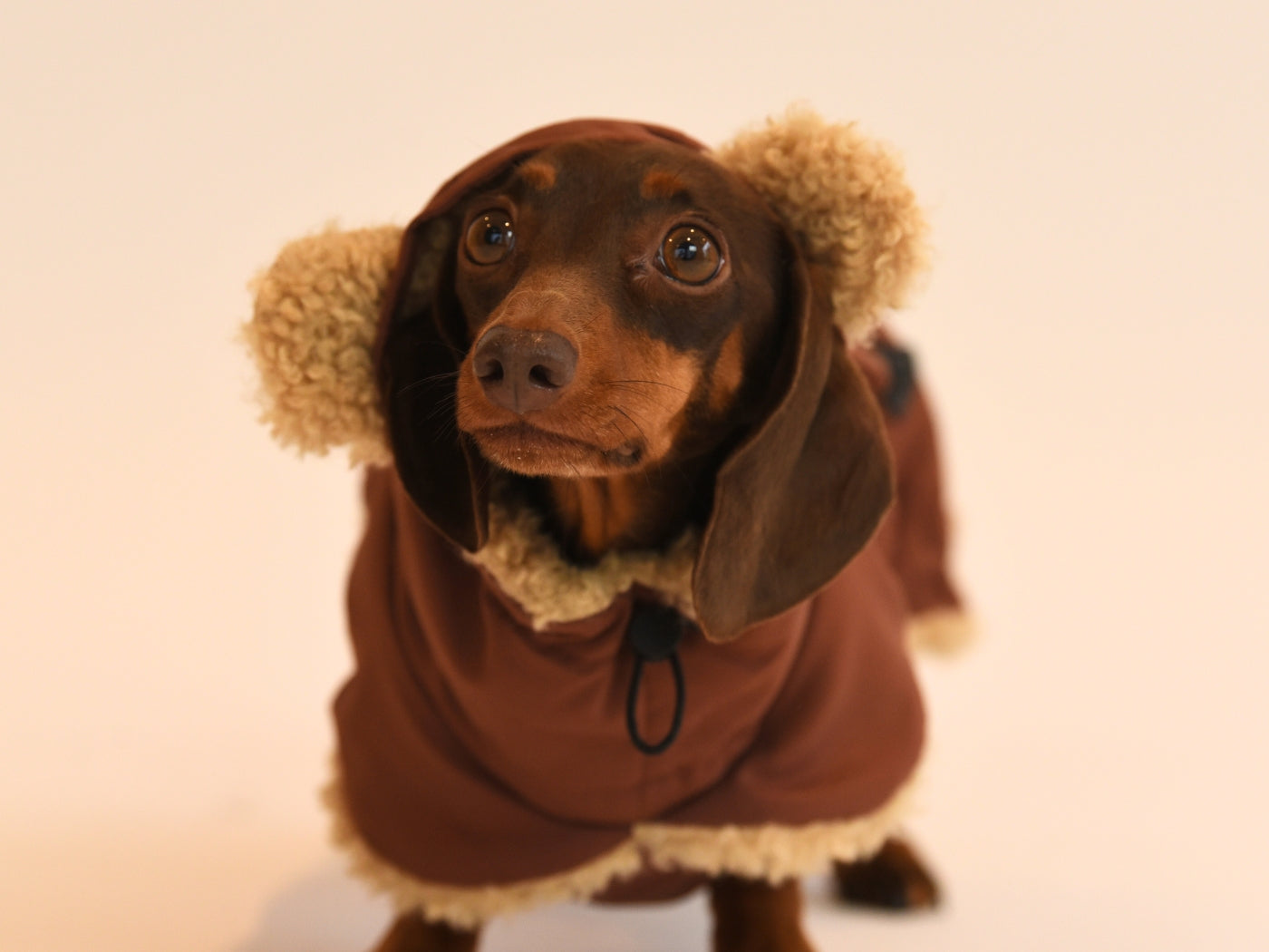 Hood Up on the Brown Dachshund Wraparound Coat with Ears.