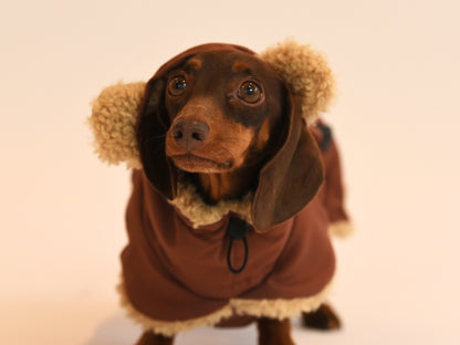 Hood Up on the Brown Dachshund Wraparound Coat with Ears.