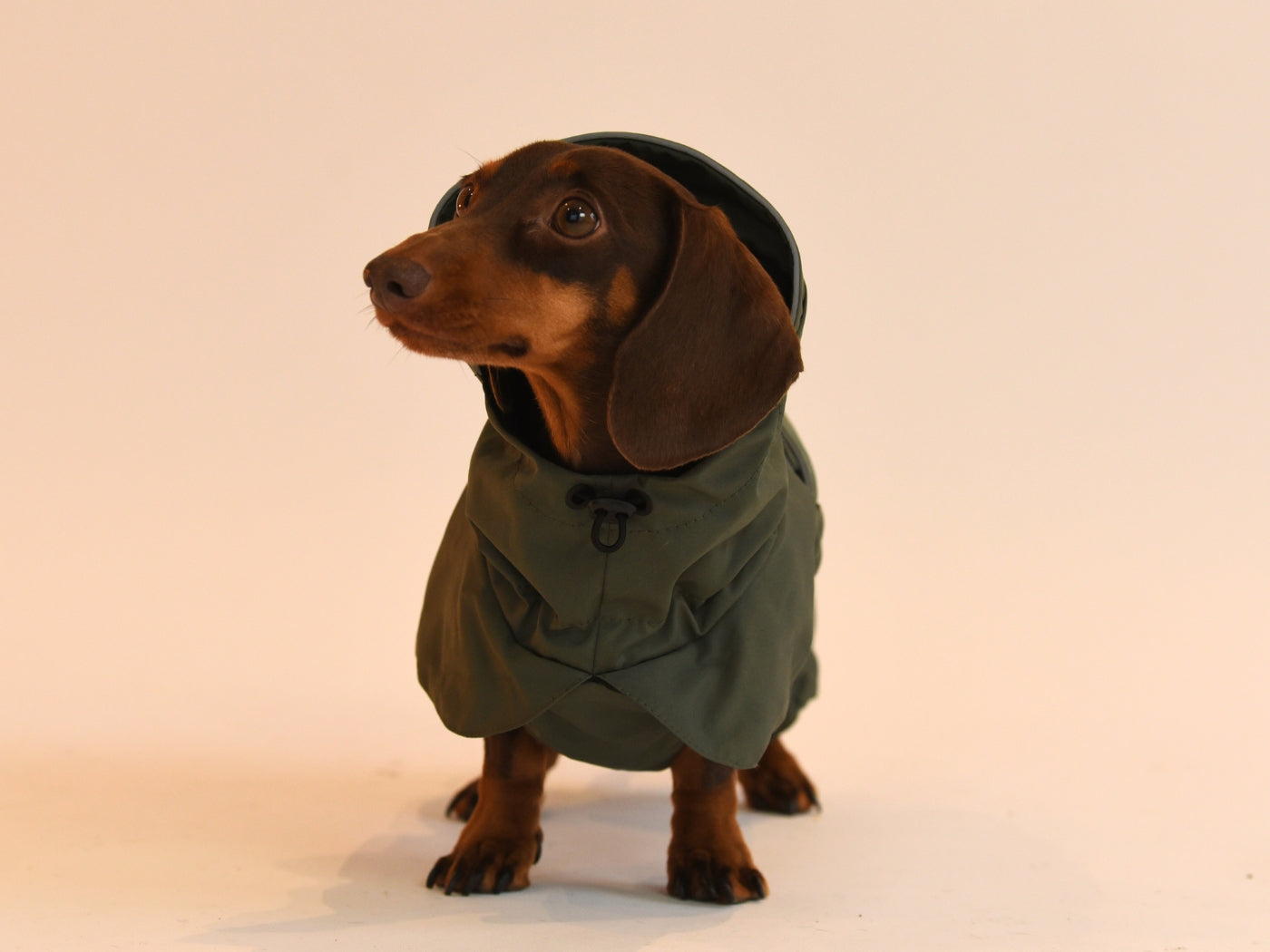 Hood Up on the Khaki Dachshund Raincoat.